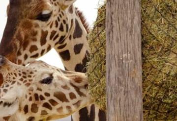 Ella es la jirafa que flechó el corazón de Benito en Africam Safari