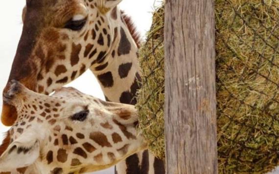 Ella es la jirafa que flechó el corazón de Benito en Africam Safari