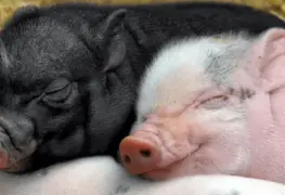 La última moda en Japón: mimar cerdos en cafeterías