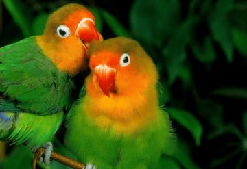 Agapornis o lovebirds, ¡los pájaros del amor!