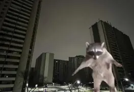 Mapache provoca apagón en Toronto y deja sin luz a más de 7 mil personas