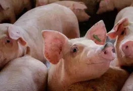 Clonación de cerdos en Japón para trasplantes de órganos humanos