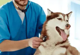 Iniciativa para que servicios veterinarios de mascotas sean deducibles de impuestos