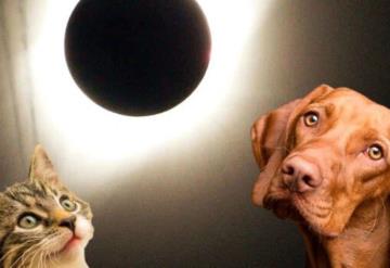 Eclipse Solar 2024: ¿Cómo afecta el evento astronómico a los animales?