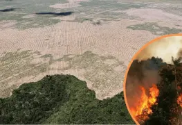 La Amazonía podría colapsar en 2050