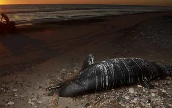 Se eleva a 32 número de delfines muertos en hábitat de vaquita marina en Baja California