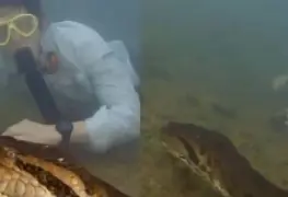 Video: Científicos descubren a la anaconda mas grande del mundo