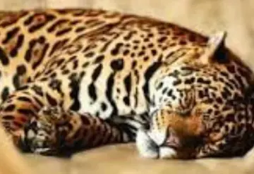 El Jaguar Dormido