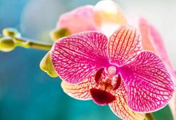 Descubren nueva especie de orquídea en el sur de China