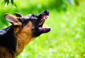 VIDEO: Perro finge estar muerto y salva a una niña de un intento de secuestro