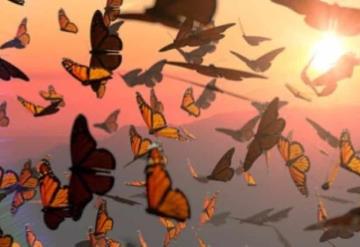 Disminuyó 60% la migración de mariposas monarca en el Estado de México