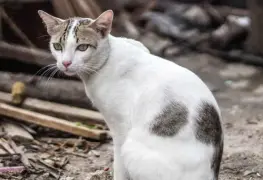Detenida por comerse un gato en la vía pública en Yucatán