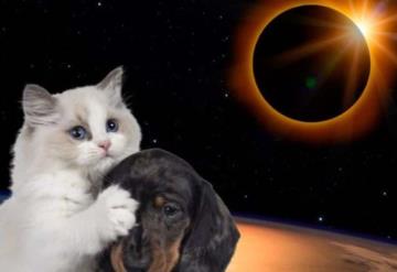 Científicos llaman a cuidar a las mascotas durante el eclipse total de abril próximo