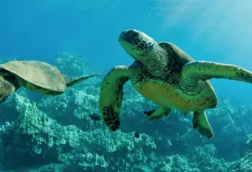 Mueren 8 niños y 1 adulto tras comer carne de tortuga marina