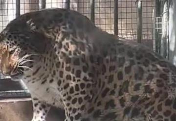 Leopardo en zoológico de China será sometido a dieta por estar pasadito de kilos