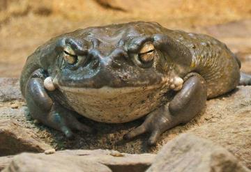 Actor porno enfrenta cargos por homicidio en el ritual del sapo bufo