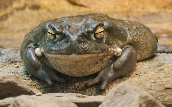 Actor porno enfrenta cargos por homicidio en el ritual del sapo bufo