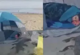 Joven duerme en playas de Jalisco y enorme cocodrilo le hace compañía