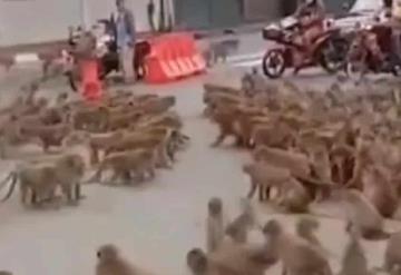 Bandas de monos se enfrentan en Tailandia; la policía ya capturó al líder