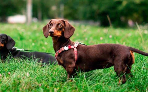 ¿El perro salchicha podría estar prohibido en Alemania?