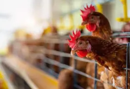 Gripe aviar podría ser 100 veces peor que Covid