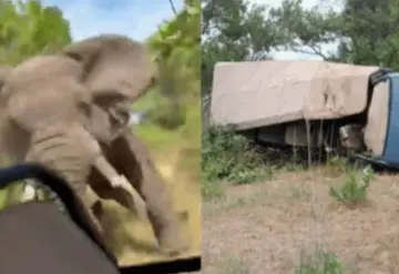 Muere turista estadounidense tras ser atacada por un elefante durante un safari en Zambia