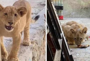 Hallan león que vivía en el patio de una casa en Guadalajara