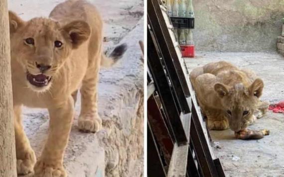 Hallan león que vivía en el patio de una casa en Guadalajara