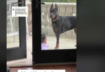 Doberman salva a una niña de caer de un balcón ; así fue el heroico momento