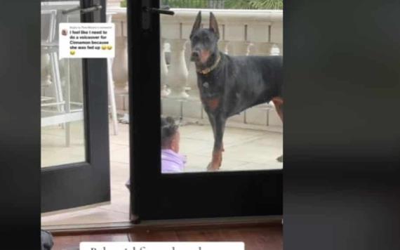 Doberman salva a una niña de caer de un balcón ; así fue el heroico momento