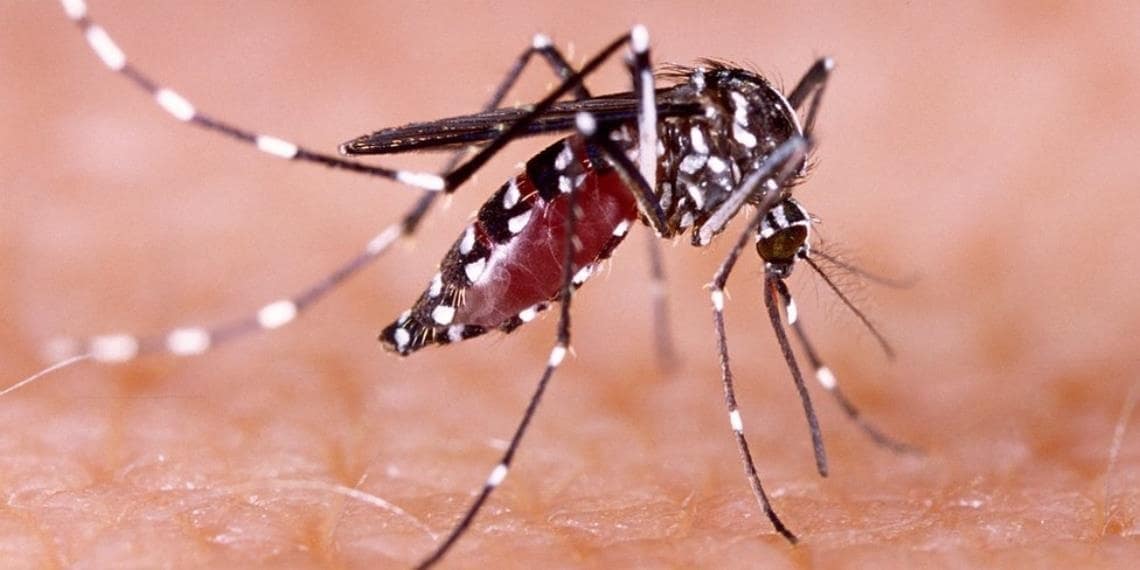 Alarmante Escalada de Contagios de Dengue