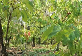 Golpea extorsión a sector agrícola