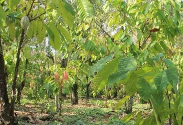 Golpea extorsión a sector agrícola