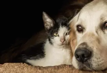 Conoce los cambios más recientes a la Ley de Protección Animal