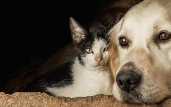 Conoce los cambios más recientes a la Ley de Protección Animal