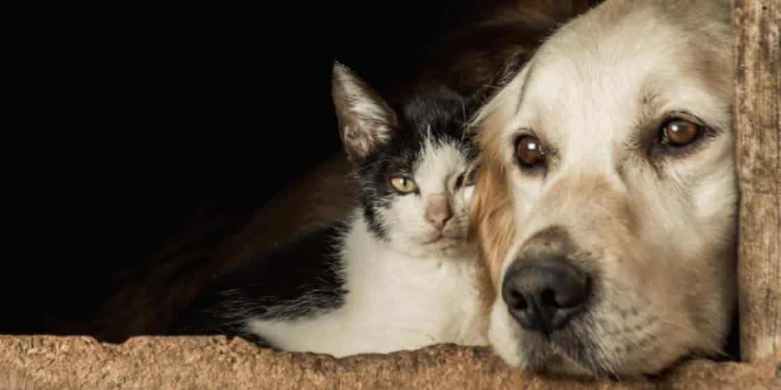 Conoce los cambios más recientes a la Ley de Protección Animal