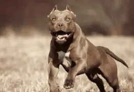 Ataque fatal de dos pitbulls a un bebé de 15 meses en Italia