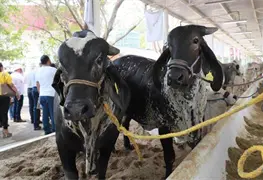 Inauguran la Exposici&oacute;n Ganadera Regional en la Feria Tabasco