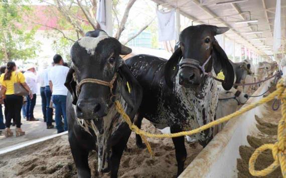 Inauguran la Exposición Ganadera Regional en la Feria Tabasco