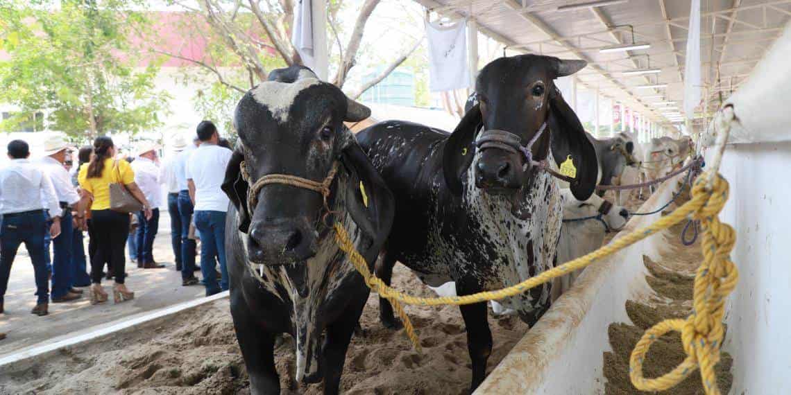 Inauguran la Exposición Ganadera Regional en la Feria Tabasco