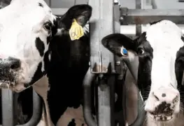 ¿Leche contaminada por gripe aviar?