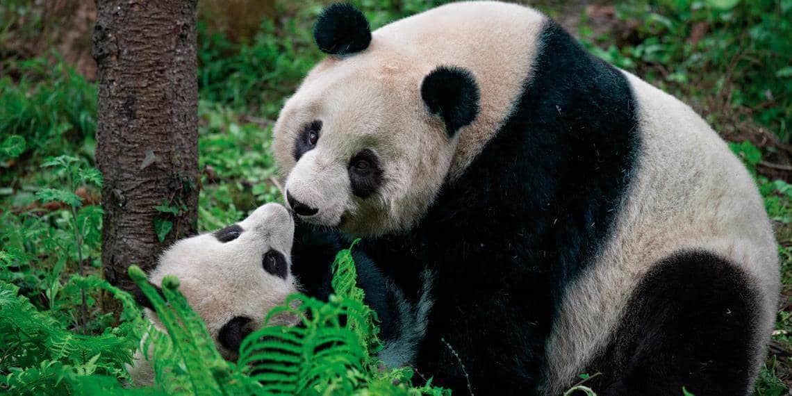 China enviará a España nueva pareja de pandas gigantes