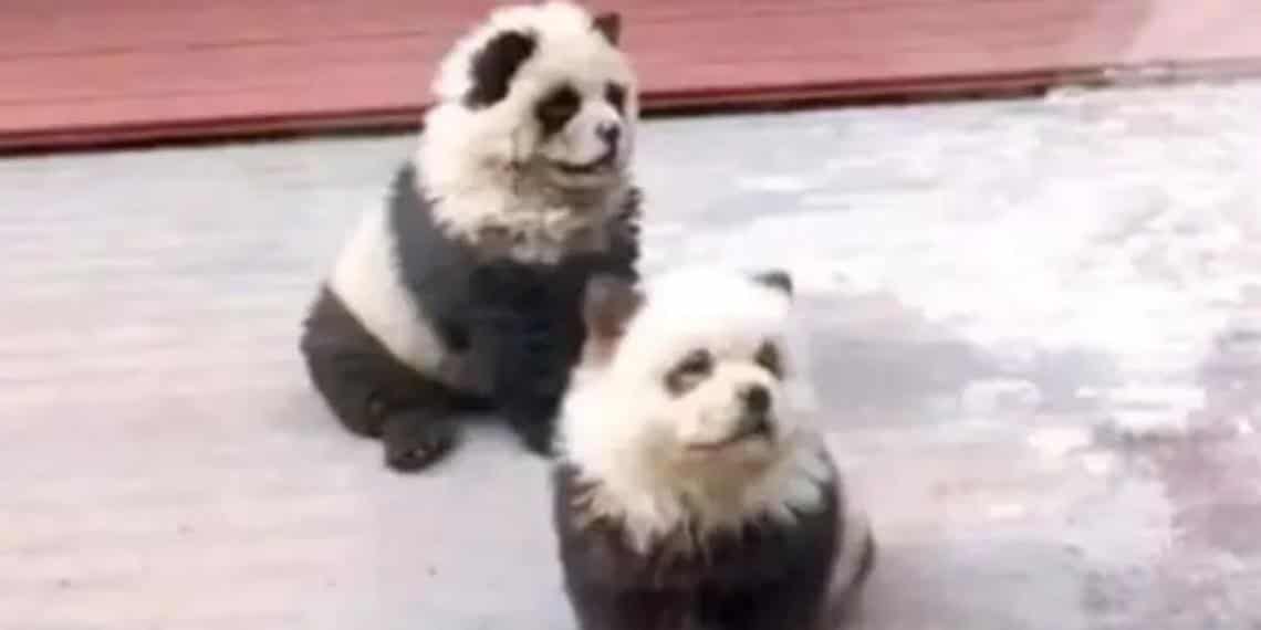 ¡Les dieron perro por panda!: zoológico en China desata polémica por engaño a visitantes