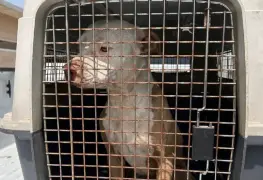 Fiscalía rescata perrito en Tamaulipas; lo tenían sin agua ni comida