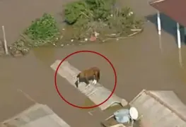 Un caballo quedó atrapado en un techo en medio de las trágicas inundaciones en Brasil