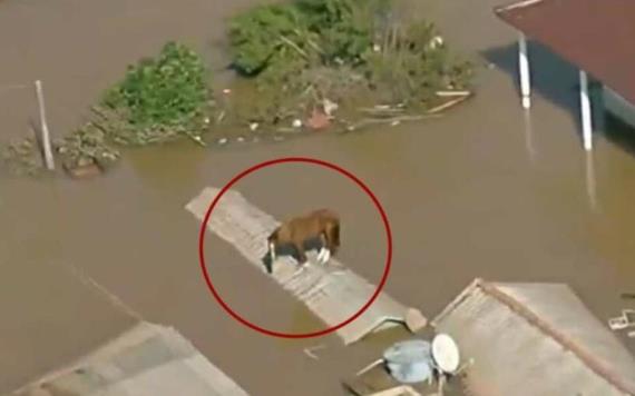 Un caballo quedó atrapado en un techo en medio de las trágicas inundaciones en Brasil