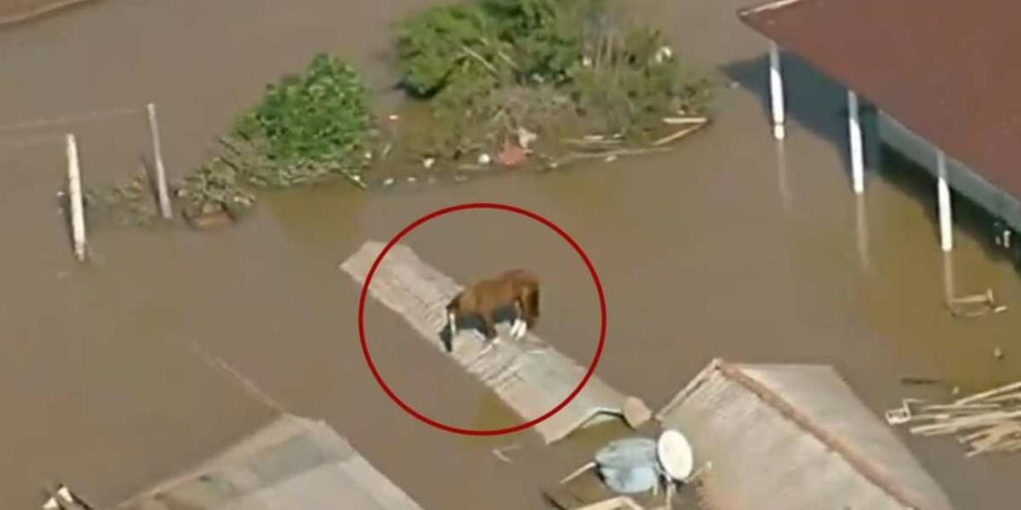 Un caballo quedó atrapado en un techo en medio de las trágicas inundaciones en Brasil