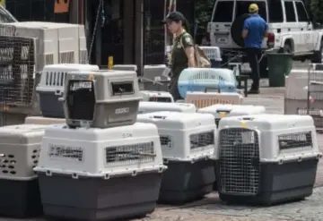 Tras el cierre de zoológicos trasladan a casi 300 animales en Costa Rica a un refugio