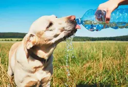 ¡Ellos también sufren!  ¿Cómo saber si mi perro está sufriendo un golpe de calor?