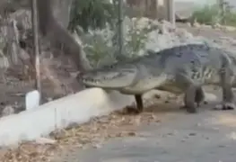 ¡Salió de paseo! captan enorme cocodrilo caminando por calles de Progreso